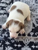 Bentley, a male Jack Russell Terrier for sale in Franklin, TX – Photo 4 of 5