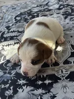 Bentley, a male Jack Russell Terrier for sale in Franklin, TX – Photo 5 of 5