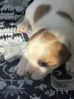 Bentley, a male Jack Russell Terrier for sale in Franklin, TX – Photo 2 of 5