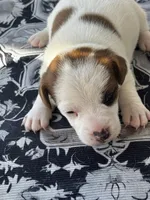 Bentley, a male Jack Russell Terrier for sale in Franklin, TX – Photo 3 of 5