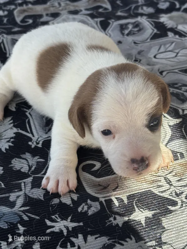 Bentley – Jack Russell Terrier puppy for sale in Franklin, TX