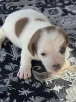 Bentley, a male Jack Russell Terrier for sale in Franklin, TX – Photo 1 of 5