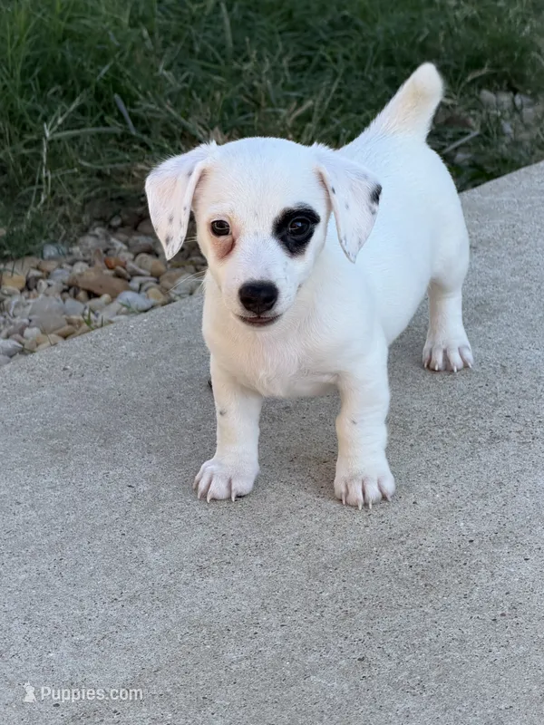 Popcorn – Jack Russell Terrier puppy for sale in Franklin, TX