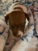 Sully, a male Jack Russell Terrier for sale in Franklin, TX – 9 of 9