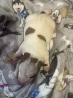 Bentley, a male Jack Russell Terrier for sale in Franklin, TX – Photo 2 of 2