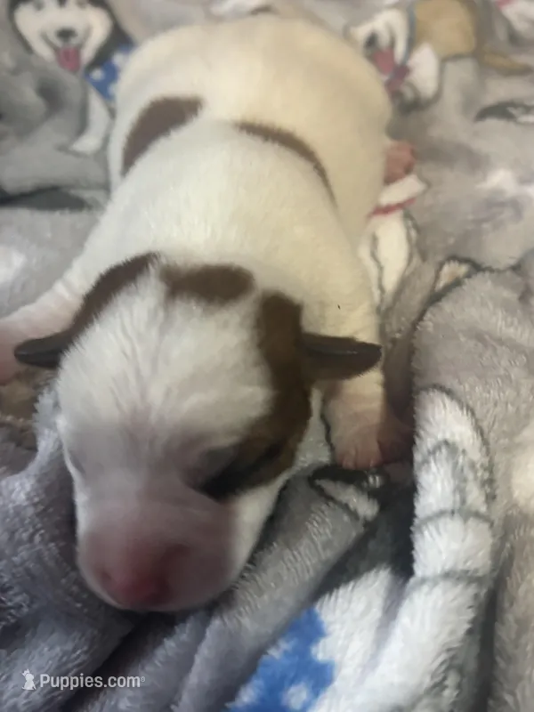 Bentley, a male Jack Russell Terrier for sale in Franklin, TX – Photo 1 of 2