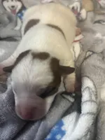 Bentley, a male Jack Russell Terrier for sale in Franklin, TX – Photo 1 of 2