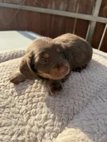 Whiskey, a male Miniature Dachshund for sale in Franklin, TX – 3 of 6