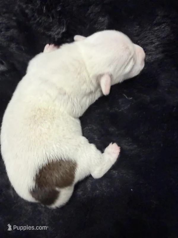 Bingo – Jack Russell Terrier puppy for sale in Franklin, TX