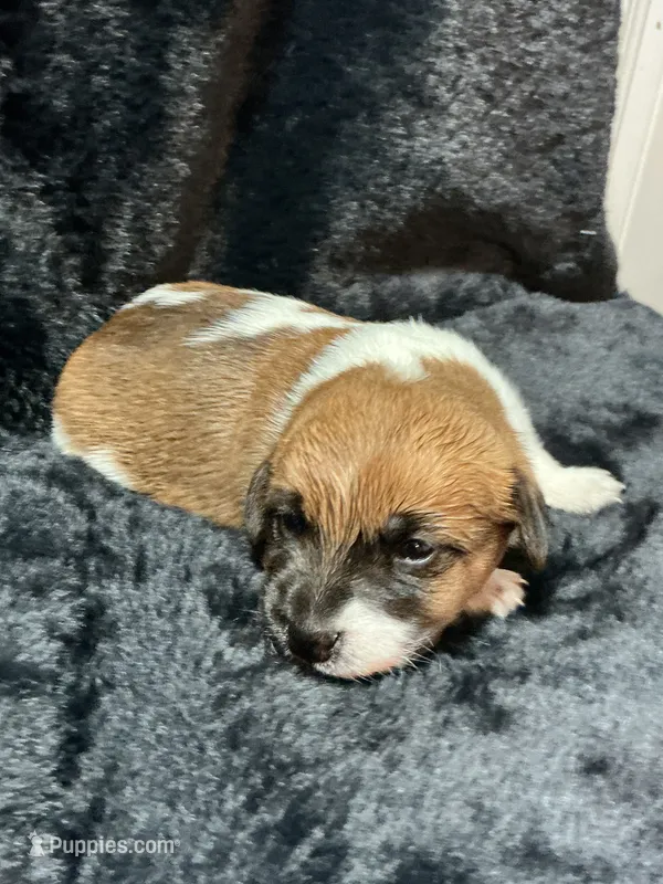 Payton – Jack Russell Terrier puppy for sale in Franklin, TX