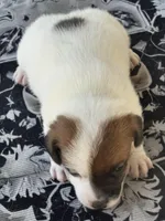 Cinch, a male Jack Russell Terrier for sale in Franklin, TX – Photo 2 of 6