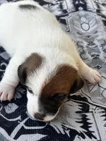 Cinch, a male Jack Russell Terrier for sale in Franklin, TX – Photo 6 of 6