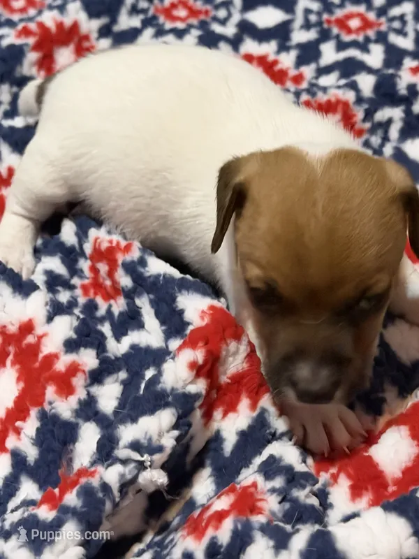 Rebel – Jack Russell Terrier puppy for sale in Franklin, TX