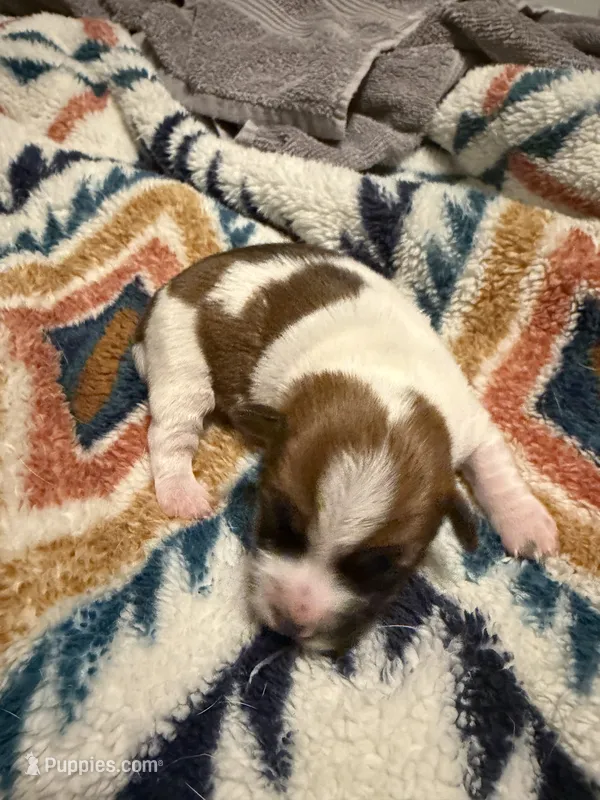 Layla – Jack Russell Terrier puppy for sale in Franklin, TX