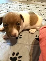 Sully, a male Jack Russell Terrier for sale in Franklin, TX – 8 of 9