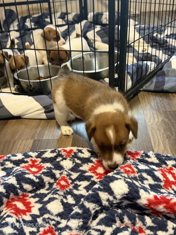 Cojo – Jack Russell Terrier, Pembroke Welsh Corgi puppy for sale in Franklin, TX