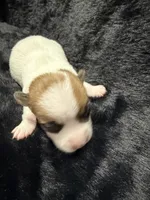 Cowboy, a male Jack Russell Terrier for sale in Franklin, TX – 3 of 3