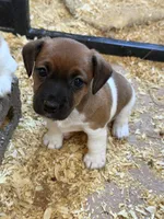 Libby , a female Jack Russell Terrier for sale in Franklin, TX – 1 of 3