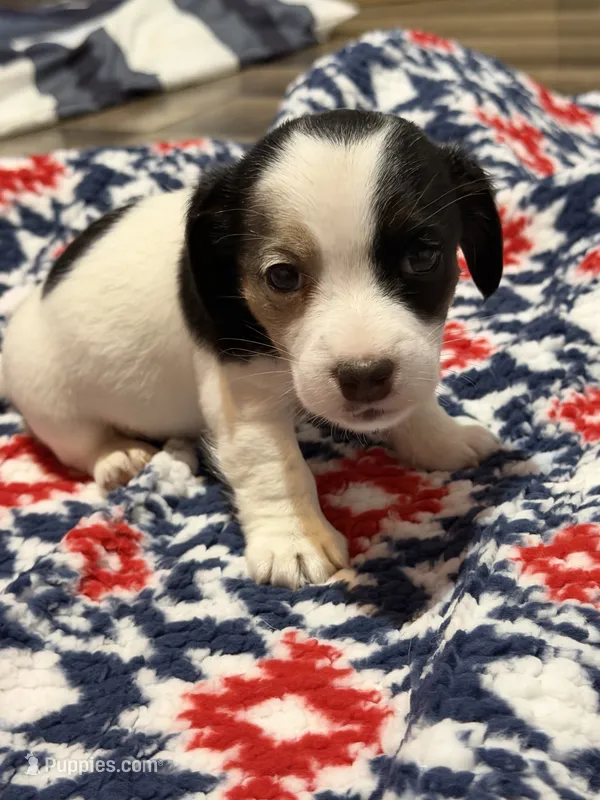 Jolene – Jack Russell Terrier puppy for sale in Franklin, TX