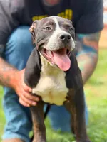 Sweet Girl , a female American Bully for sale in Marianna, FL – 1 of 3