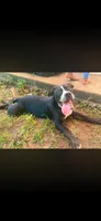 Sweet Girl , a female American Bully for sale in Marianna, FL – 2 of 3