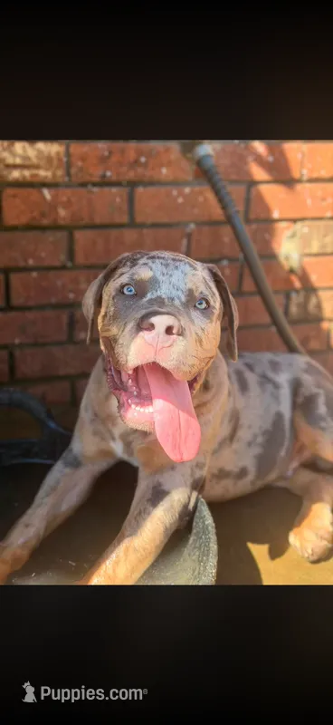 Big Blue  – American Bully puppy for sale in Marianna, FL