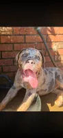 Big Blue , a male American Bully for sale in Marianna, FL – 1 of 3