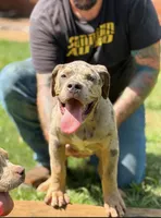 Big Blue , a male American Bully for sale in Marianna, FL – 2 of 3