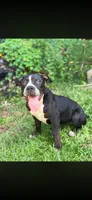 Sweet Girl , a female American Bully for sale in Marianna, FL – 3 of 3