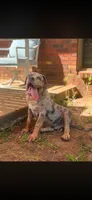 Big Blue , a male American Bully for sale in Marianna, FL – 3 of 3