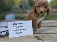  Maureen, a female Goldendoodle and Miniature Goldendoodle for sale in Penrose, CO – 1 of 4