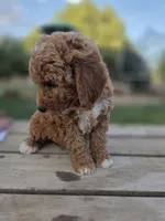  Maureen, a female Goldendoodle and Miniature Goldendoodle for sale in Penrose, CO – 4 of 4