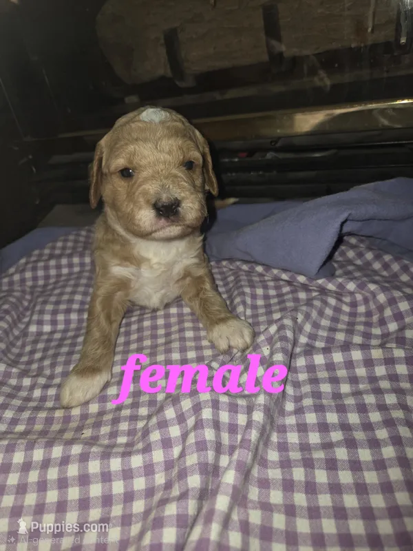(pink) Maeve – Goldendoodle, Miniature Goldendoodle puppy for sale in Penrose, CO