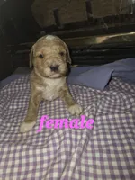 (pink) Maeve, a female Goldendoodle and Miniature Goldendoodle for sale in Penrose, CO – 1 of 1