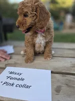 Missy, a female Goldendoodle and Miniature Goldendoodle for sale in Penrose, CO – 1 of 3