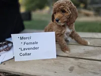 Mercy, a female Goldendoodle and Miniature Goldendoodle for sale in Penrose, CO – 2 of 4