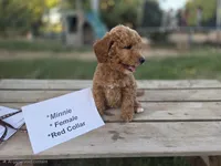  Minnie , a female Goldendoodle and Miniature Goldendoodle for sale in Penrose, CO – 4 of 5