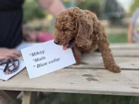 Mikey, a male Goldendoodle and Miniature Goldendoodle for sale in Penrose, CO – 3 of 3