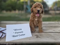  Minnie , a female Goldendoodle and Miniature Goldendoodle for sale in Penrose, CO – 3 of 5