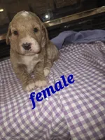 (dark blue) Minnie , a female Goldendoodle and Miniature Goldendoodle for sale in Penrose, CO – 1 of 1