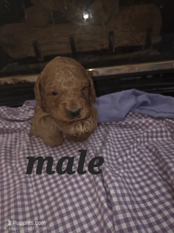 (Black) Mason – Goldendoodle, Miniature Goldendoodle puppy for sale in Penrose, CO