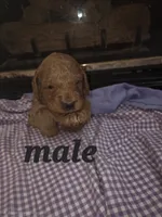 (Black) Mason, a male Goldendoodle and Miniature Goldendoodle for sale in Penrose, CO – 1 of 1