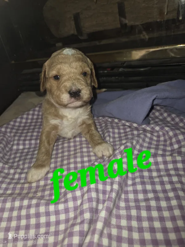 (green) Maureen – Goldendoodle, Miniature Goldendoodle puppy for sale in Penrose, CO