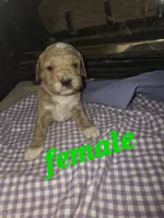 (green) Maureen, a female Goldendoodle and Miniature Goldendoodle for sale in Penrose, CO – 1 of 1