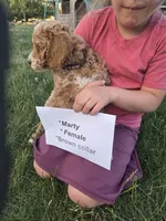 Marty, a female Goldendoodle and Miniature Goldendoodle for sale in Penrose, CO – 2 of 4