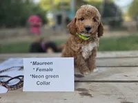  Maureen, a female Goldendoodle and Miniature Goldendoodle for sale in Penrose, CO – 3 of 4