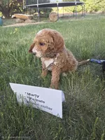 Marty, a female Goldendoodle and Miniature Goldendoodle for sale in Penrose, CO – 3 of 4