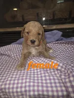 (orange) Missy, a female Goldendoodle and Miniature Goldendoodle for sale in Penrose, CO – 1 of 1