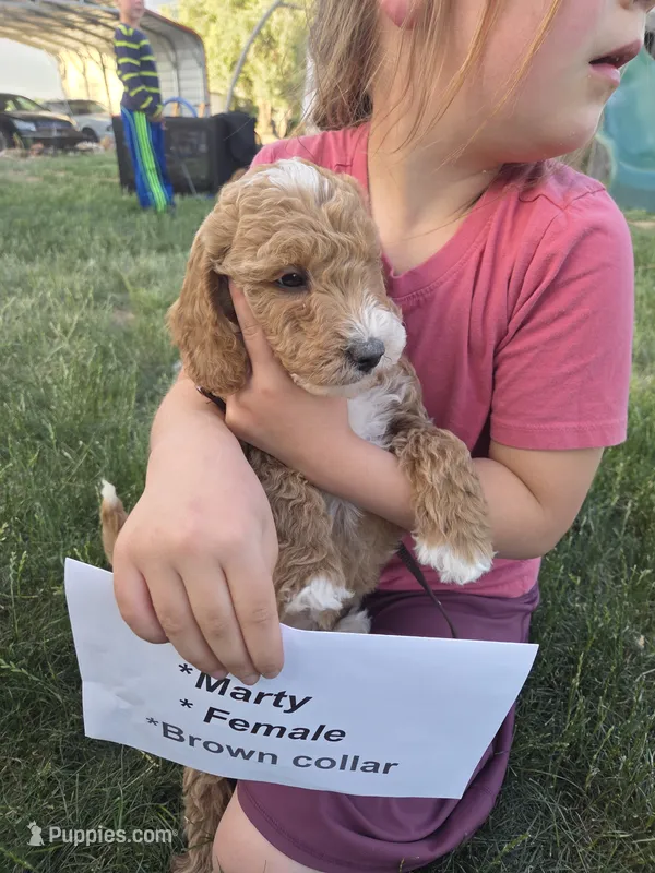 (red) Marty – Goldendoodle, Miniature Goldendoodle puppy for sale in Penrose, CO