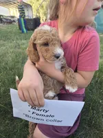 Marty, a female Goldendoodle and Miniature Goldendoodle for sale in Penrose, CO – 1 of 4